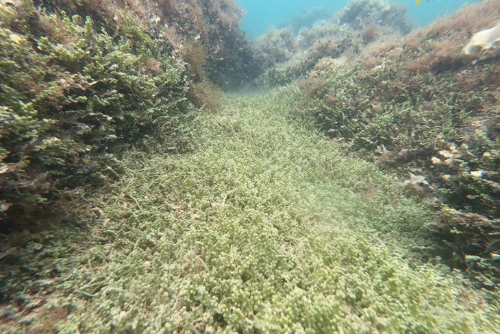 Invazivna zelena toksična alga, grozdasta kaulerpa Caulerpa cylindracea